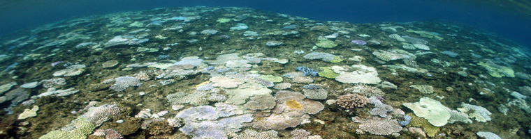 沖縄のサンゴの白化情報