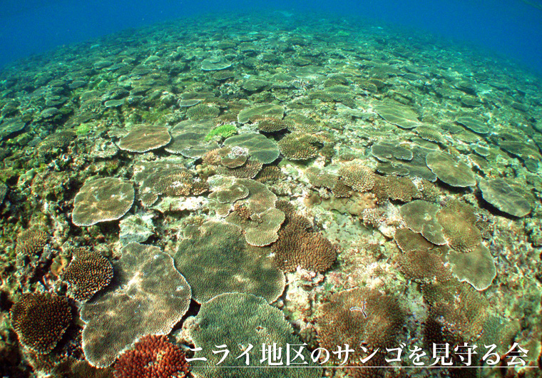 沖縄本島砂辺のサンゴの群生