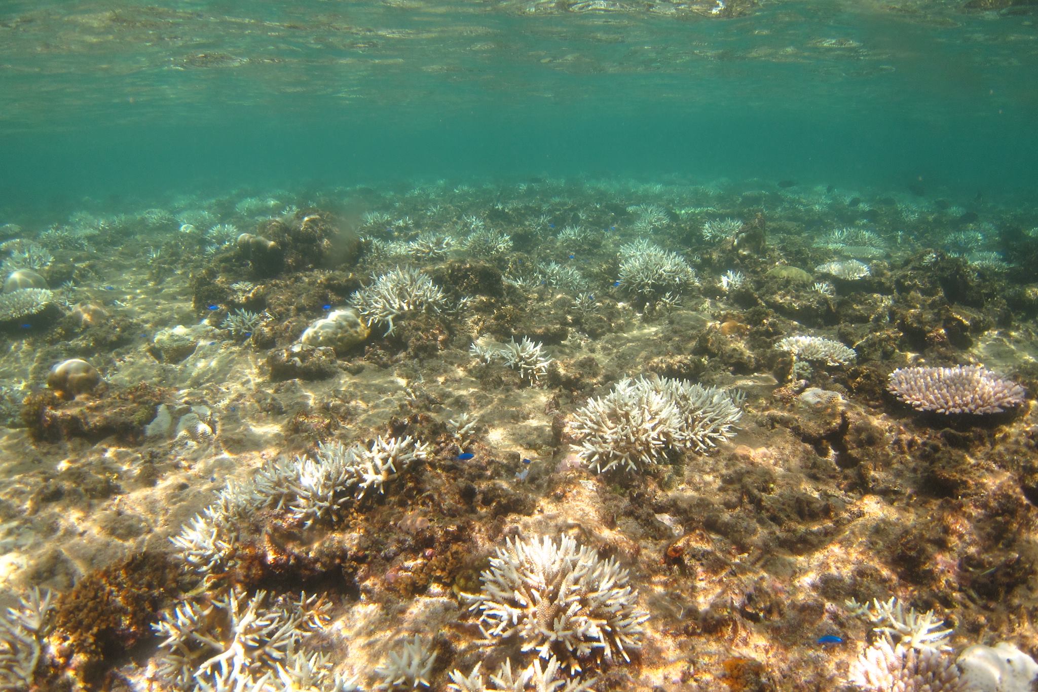 白化情報 | 沖縄 サンゴのモニタリング｜ニライ地区のサンゴを見守る会